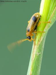 Attēlu rezultāti vaicājumam “Phyllobrotica quadrimaculata”