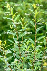 Attēlu rezultāti vaicājumam “Salix triandra”