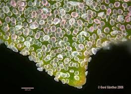 Attēlu rezultāti vaicājumam “Chenopodium album leaf”