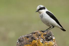 Attēlu rezultāti vaicājumam “Oenanthe oenanthe male”