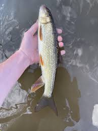 Image result for Moxostoma duquesnei