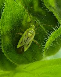 Attēlu rezultāti vaicājumam “Adelphocoris quadripunctatus imago”