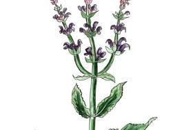 Attēlu rezultāti vaicājumam “Salvia nemorosa leaf”