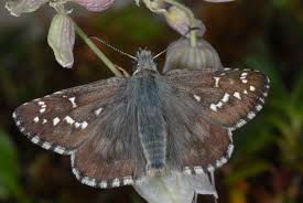 Attēlu rezultāti vaicājumam “Pyrgus alveus”