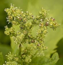 Attēlu rezultāti vaicājumam “Chenopodium polyspermum var. acutifolium flower”