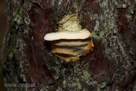 Attēlu rezultāti vaicājumam “Diplomitoporus flavescens”