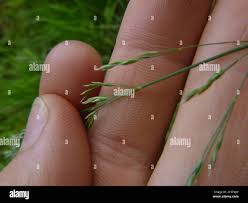 Attēlu rezultāti vaicājumam “Festuca altissima leaf”