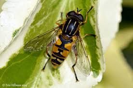 Attēlu rezultāti vaicājumam “Helophilus hybridus”