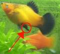 Platies - Livebearing Tropical Fish