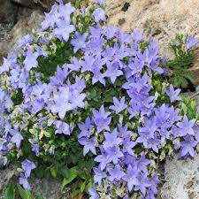 Image result for Campanula isophylla