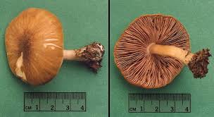 Attēlu rezultāti vaicājumam “Pluteus leoninus”