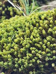 Attēlu rezultāti vaicājumam “Encalypta streptocarpa sporophyte”