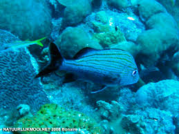 Image result for Haemulon carbonarium