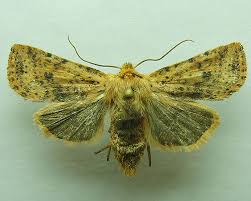 Attēlu rezultāti vaicājumam “Conistra rubiginea”