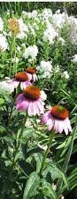Image result for Echinacea Lustre hybrids