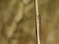 Attēlu rezultāti vaicājumam “Sympecma paedisca”