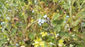 Attēlu rezultāti vaicājumam “Myosotis ramosissima flower”
