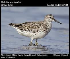 Attēlu rezultāti vaicājumam “Calidris”