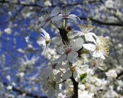 Attēlu rezultāti vaicājumam “Prunus domestica subsp. insitita”