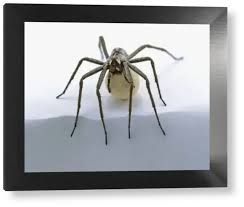 Attēlu rezultāti vaicājumam “Lycosidae”