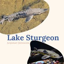 Image result for Acipenser fulvescens