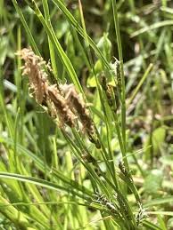 Attēlu rezultāti vaicājumam “Carex caryophyllea fruit”