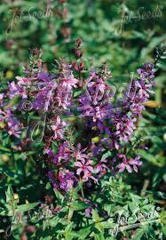 Attēlu rezultāti vaicājumam “Lythrum salicaria fruit”
