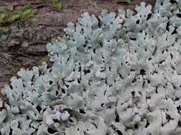 Attēlu rezultāti vaicājumam “Menegazzia terebrata”