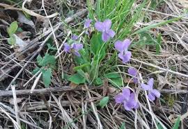 Attēlu rezultāti vaicājumam “Viola hirta leaf”