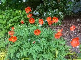Image result for Meconopsis cambrica