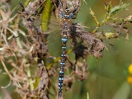 Attēlu rezultāti vaicājumam “Aeshna mixta male”