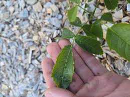 Attēlu rezultāti vaicājumam “Sambucus racemosa leaf”