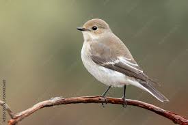 Attēlu rezultāti vaicājumam “Ficedula hypoleuca”