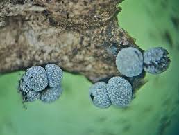 Attēlu rezultāti vaicājumam “Physarum, Nannengaella sp.”