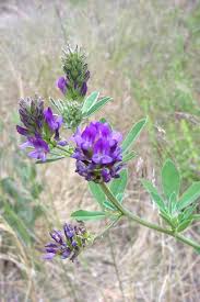 Attēlu rezultāti vaicājumam “Medicago sativa subsp. sativa”