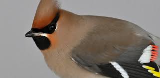 Attēlu rezultāti vaicājumam “Bombycilla garrulus adult”