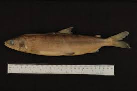 Image result for Coregonus huntsmani