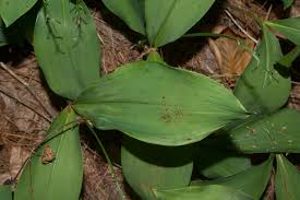 Attēlu rezultāti vaicājumam “Convallaria majalis leaf”