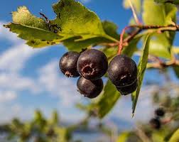 Attēlu rezultāti vaicājumam “Amelanchier spicata fruit”