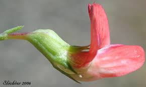 Attēlu rezultāti vaicājumam “Lathyrus sylvestris bud”