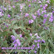 Image result for Dracocephalum moldavicum