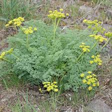 Attēlu rezultāti vaicājumam “Diderma rufostriatum”