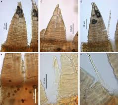 Attēlu rezultāti vaicājumam “Ulota crispa sporophyte”