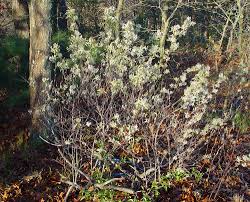 Attēlu rezultāti vaicājumam “Amelanchier spicata”