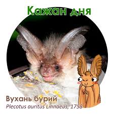 Attēlu rezultāti vaicājumam “Plecotus auritus”