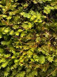 Attēlu rezultāti vaicājumam “Fissidens taxifolius”