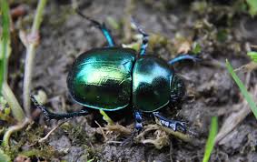 Attēlu rezultāti vaicājumam “Trypocopris vernalis”