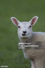 Attēlu rezultāti vaicājumam “Ovis aries juvenile”