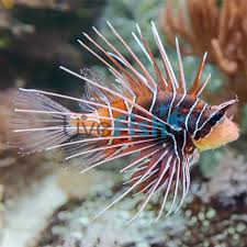 Image result for Pterois radiata