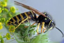 Attēlu rezultāti vaicājumam “Vespula rufa”